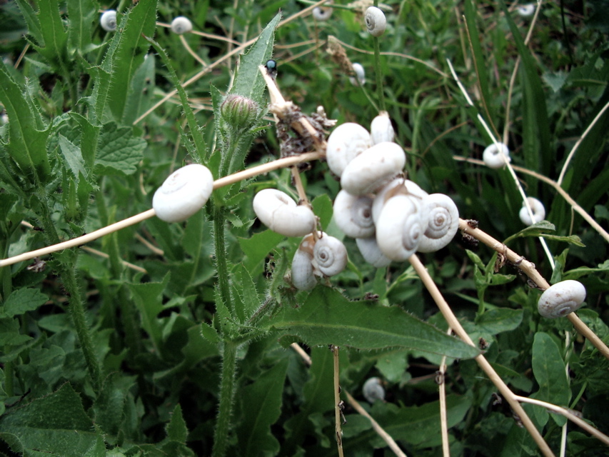 Belgrade - snails!